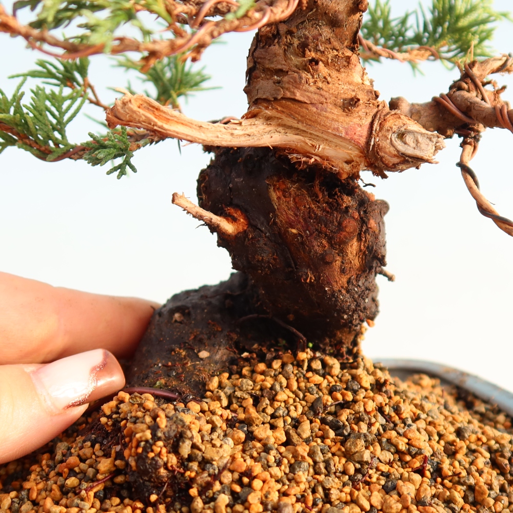 Outdoor bonsai - Juniperus chinensis Itoigawa - Chinese juniper