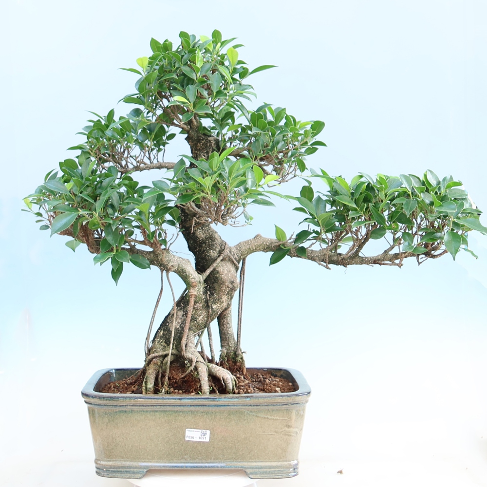 Room bonsai - Ficus kimmen - small-leaved ficus