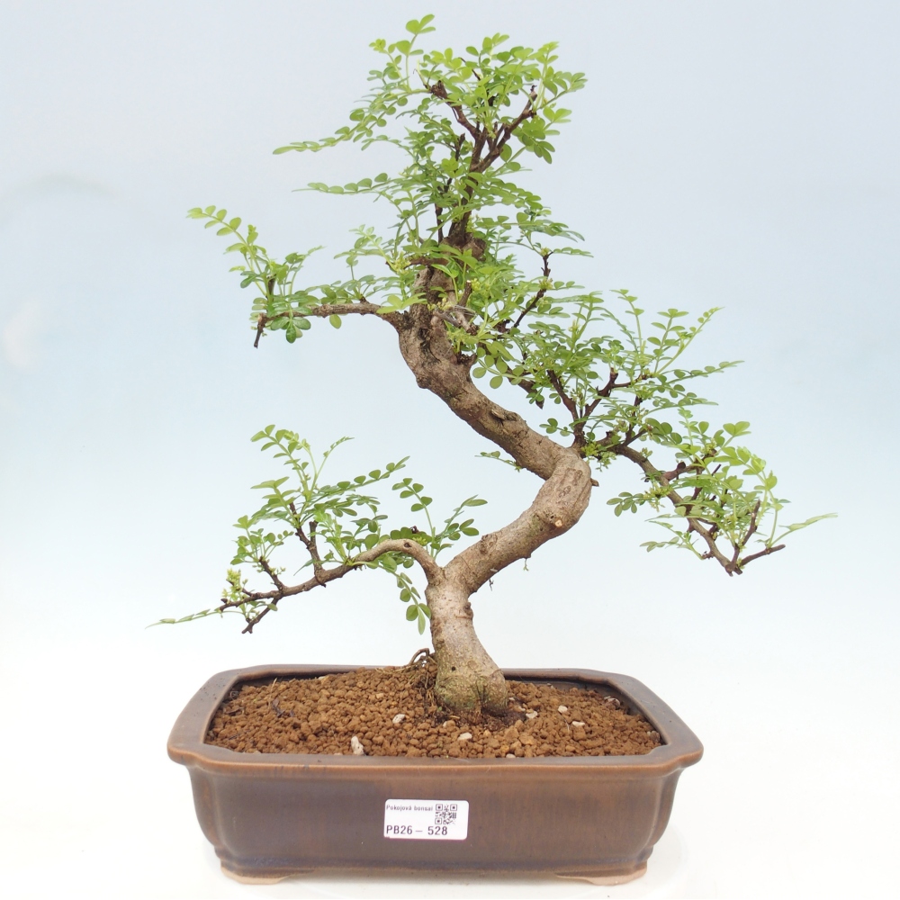 Room bonsai - Zantoxylum piperitum - pepper tree
