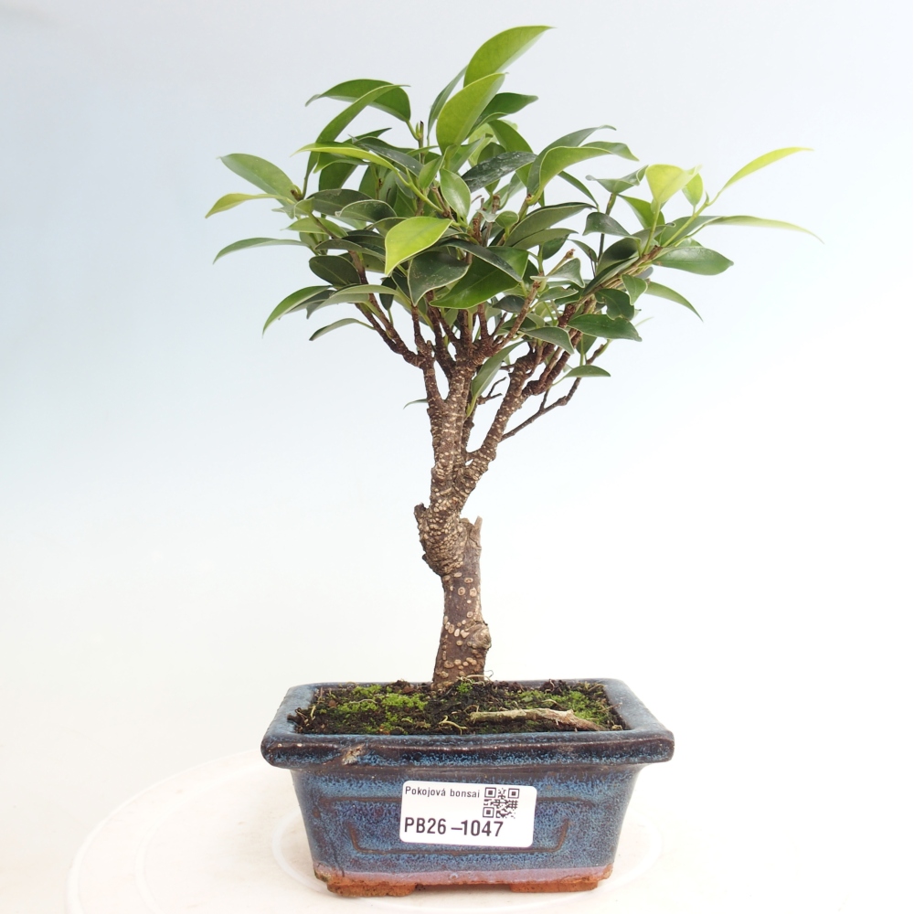 Room bonsai Ficus retusa kimmen