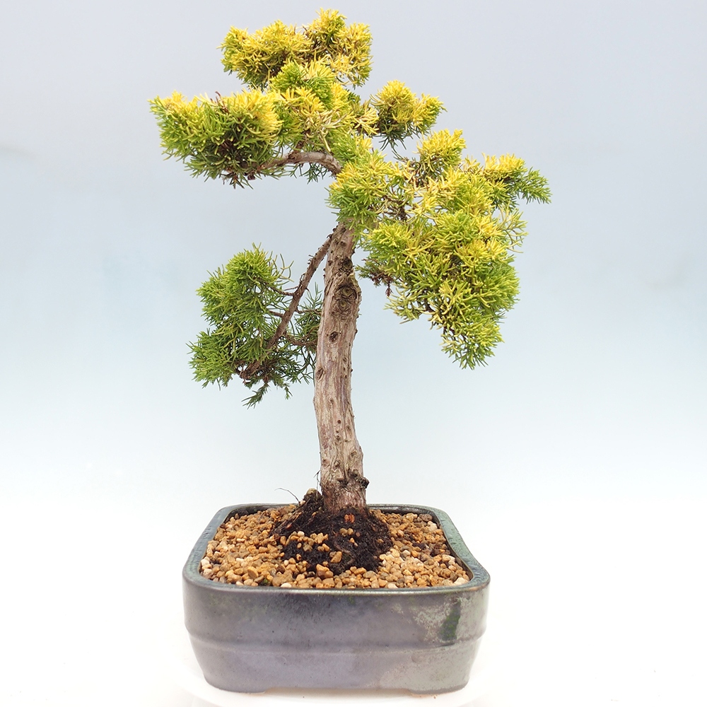 Outdoor bonsai - Juniperus chinensis plumosa aurea - Chinese golden juniper