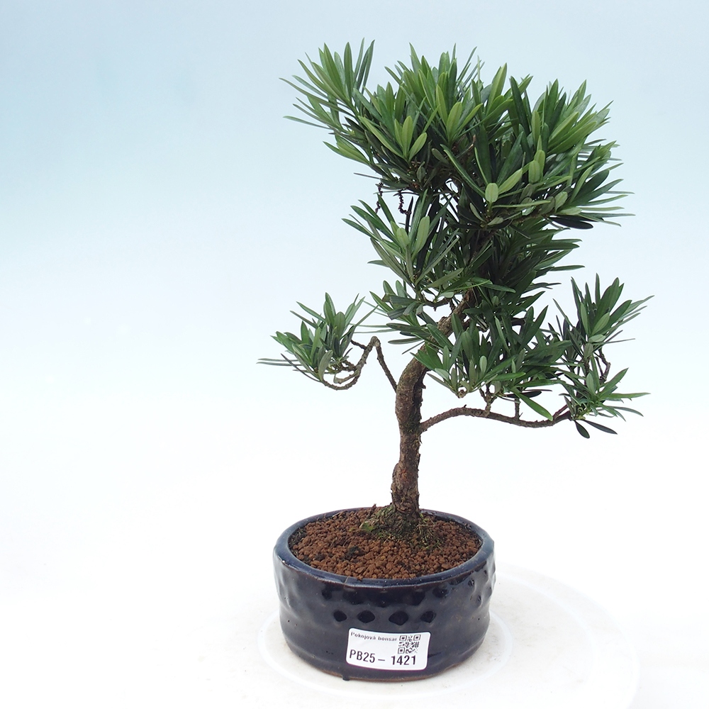 Indoor bonsai - Podocarpus - Stone thous