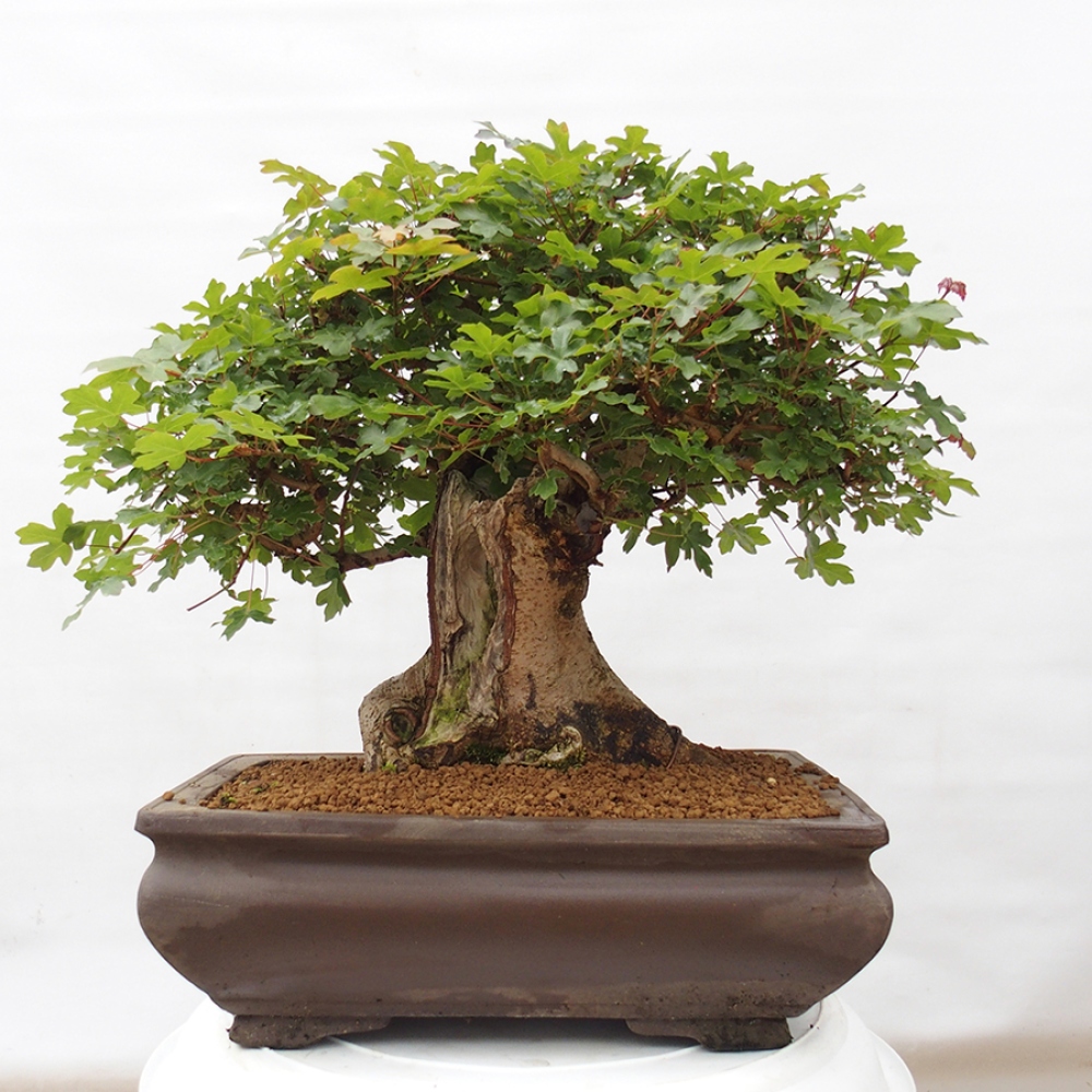Outdoor bonsai - French Maple - Acer Nonspessulanum
