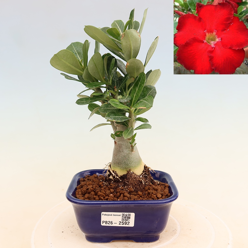 Indoor Bonsai - Adenium obesum Red Star - Desert Rose