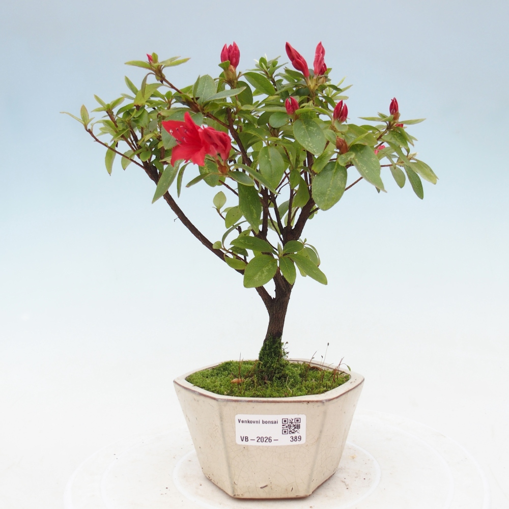Outdoor bonsai - Japanese azalea - Azalea sp.