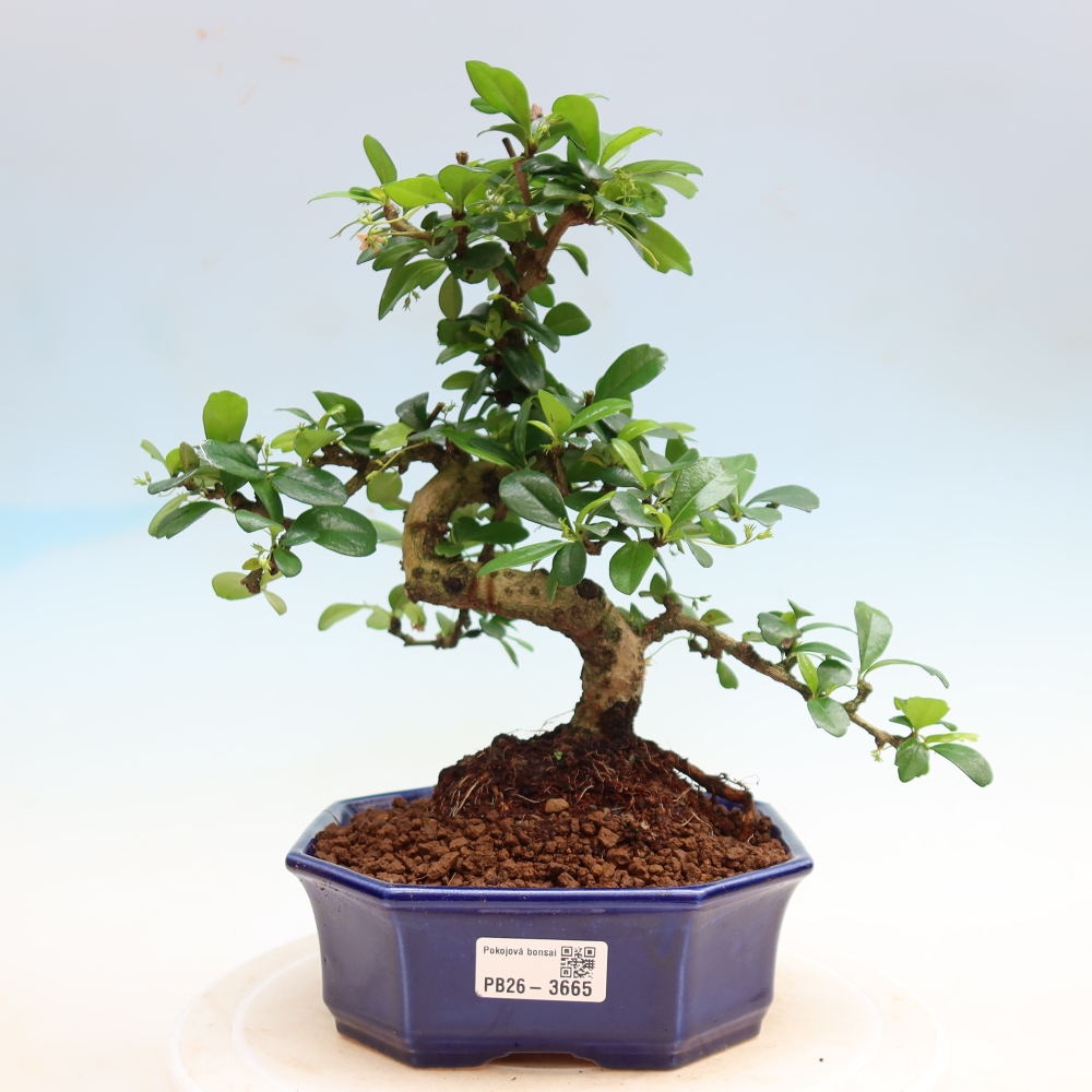 Room bonsai - Carmona macrophylla - Tea fuki