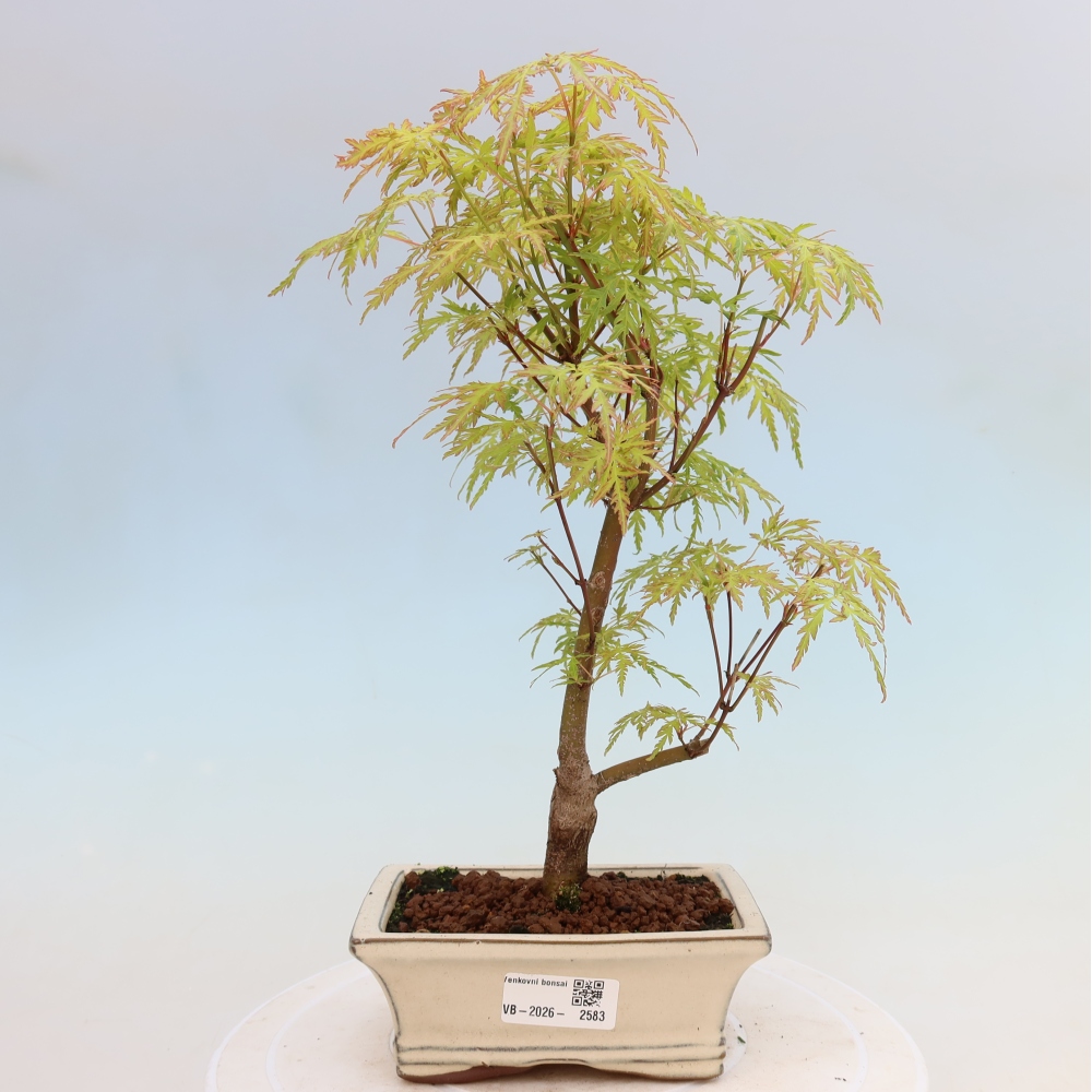 Outdoor Bonsai - Acer palmatum Dissectum - Japanese Maple 