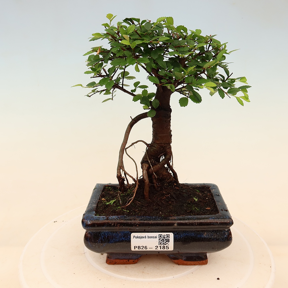 Room bonsai - Ulmus parvifolia - Small-leaved elm