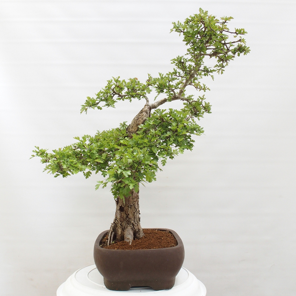 Outdoor bonsai - Hawthorn - Crataegus monogyna