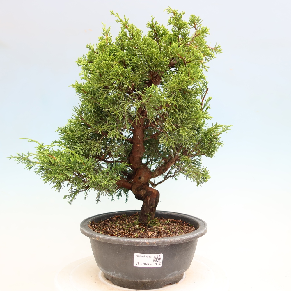 Outdoor Bonsai - Juniperus chinensis Itoigawa - Chinese Juniper