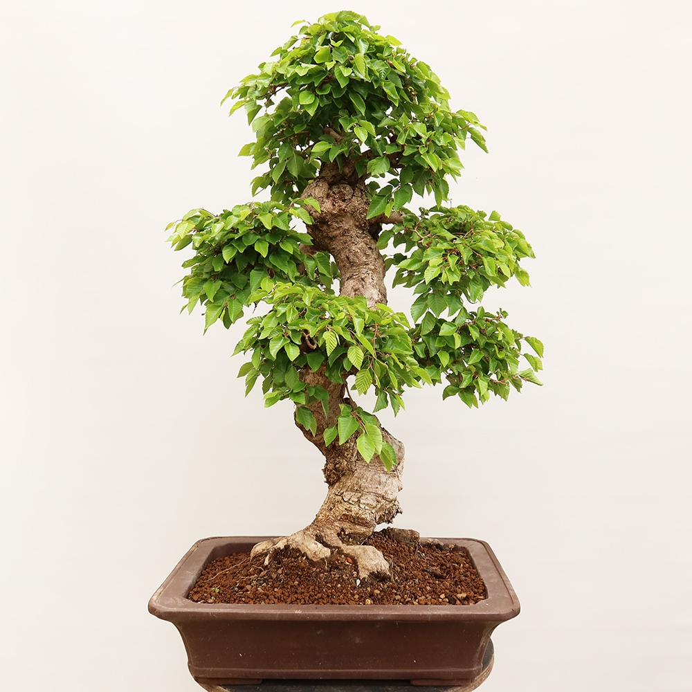 Outdoor bonsai - Carpinus Coreana - Korean hornbeam