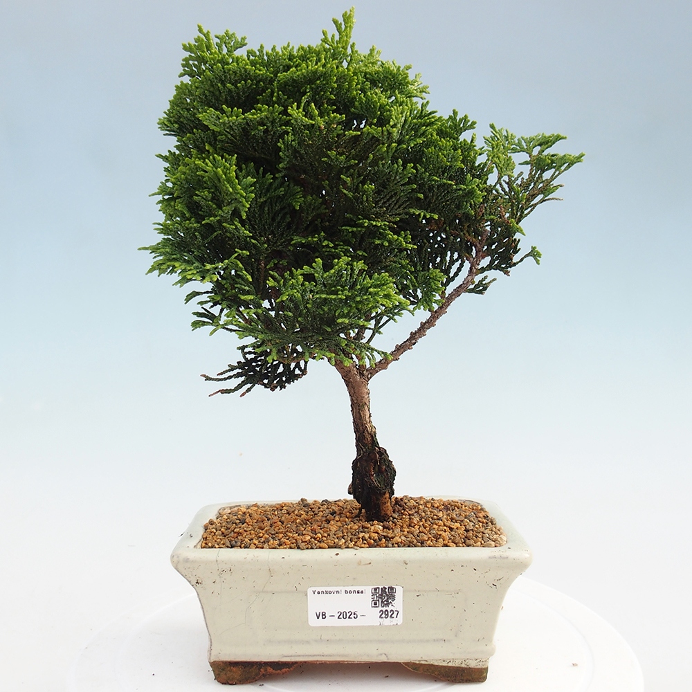 Outdoor bonsai - Cham.pis obtusa Nana Gracilis - Cypress