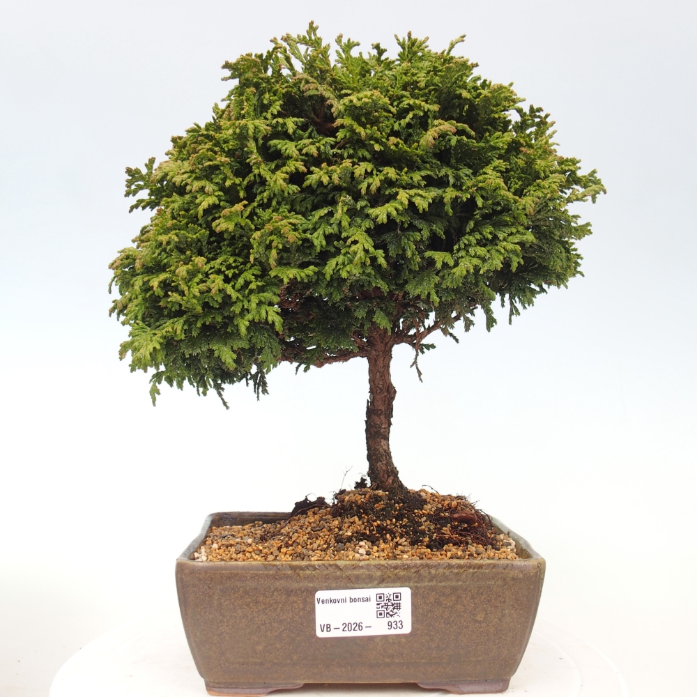 Outdoor bonsai - Cham.pis Parslori - Cypress