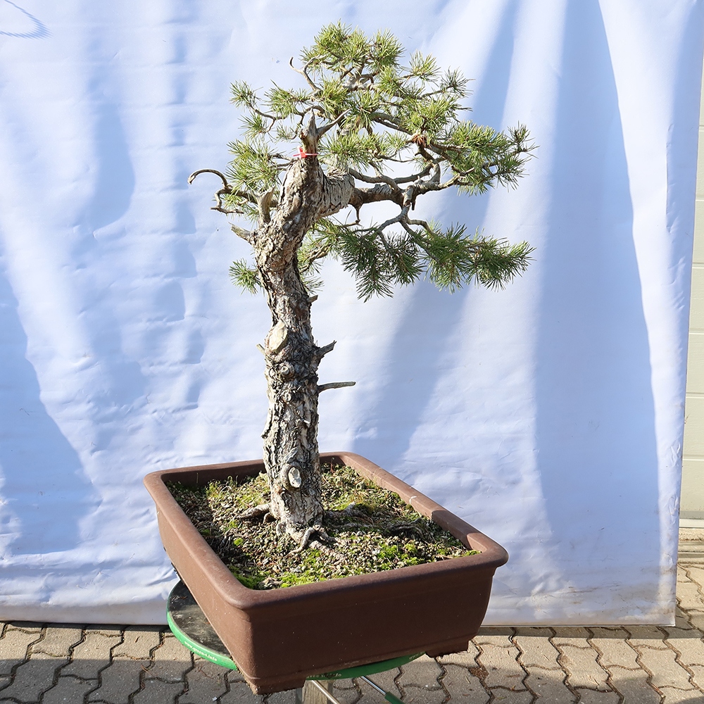 Pinus sylvestris Spain - Scots pine