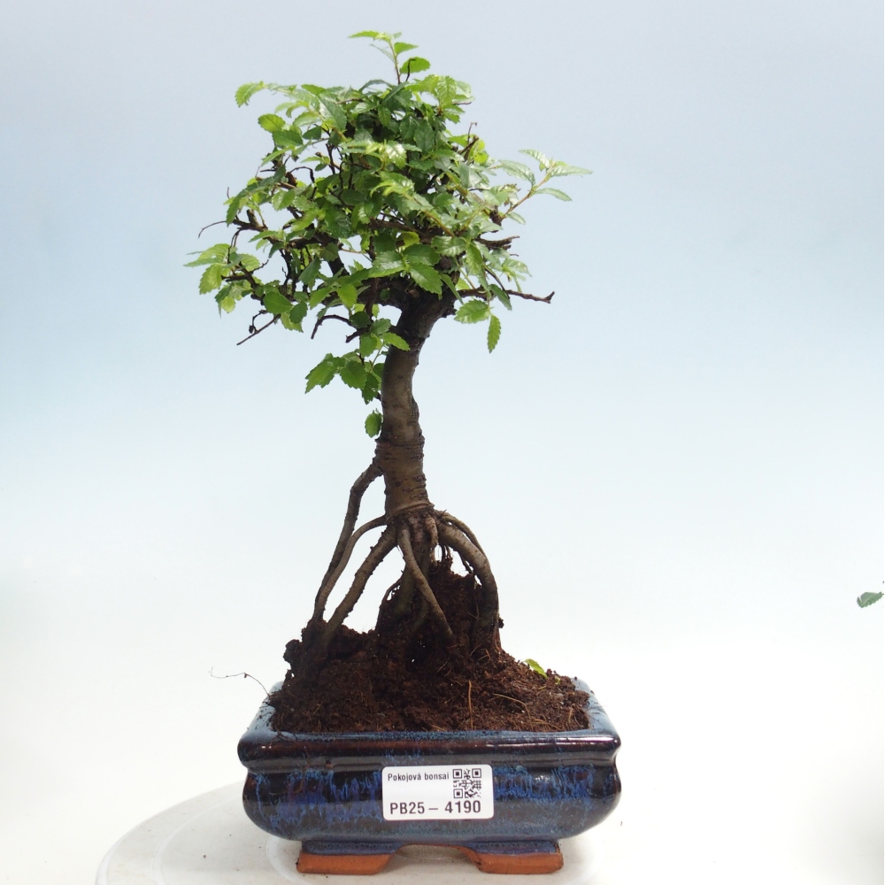 Room bonsai - Ulmus parvifolia - Small-leaved elm