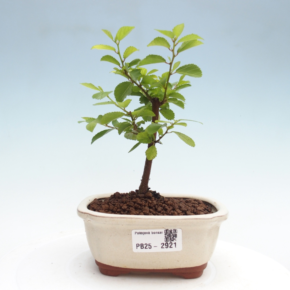 Indoor bonsai - Grewia occidentalis - Lavender star