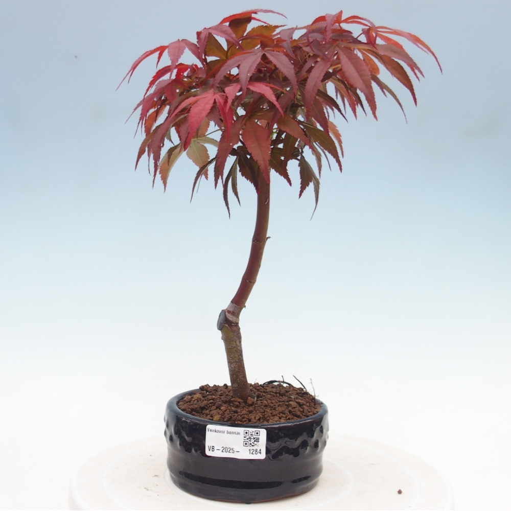 Outdoor bonsai - Acer palm. Atropurpureum-Palmleaf Maple