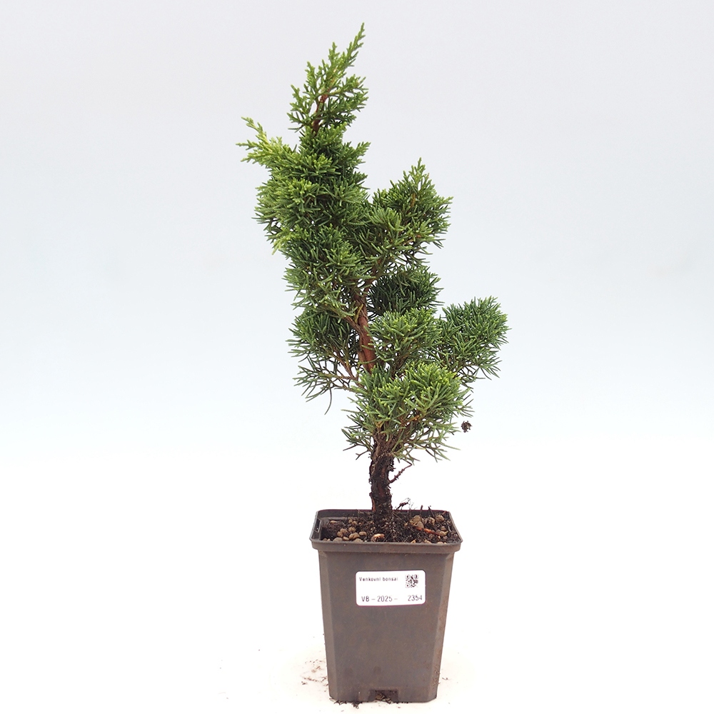 Outdoor bonsai - Juniperus chinensis Kishu - Chinese juniper