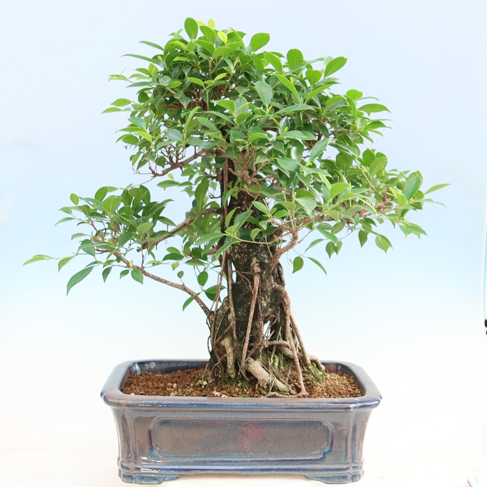 Room bonsai - Ficus kimmen - small-leaved ficus