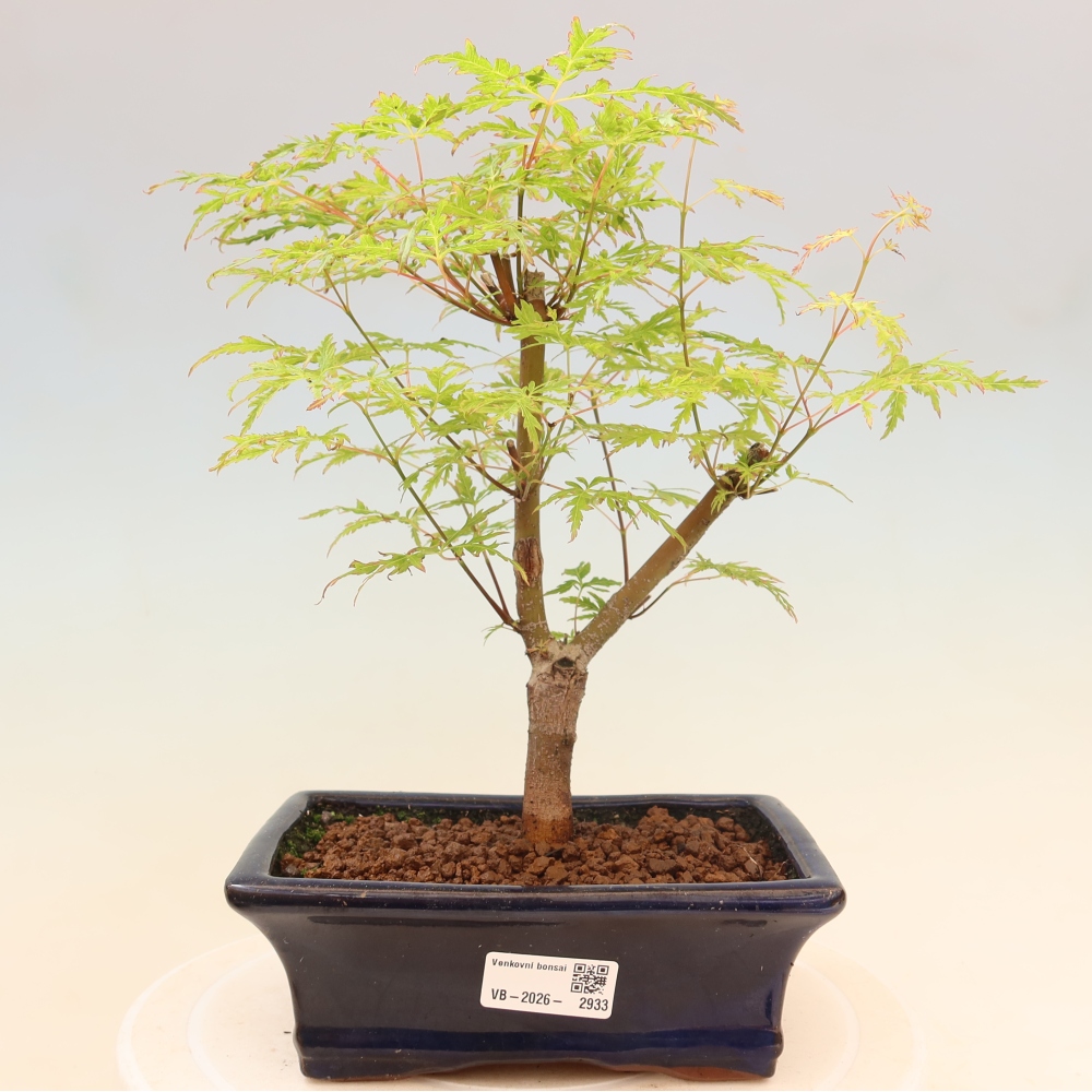 Outdoor Bonsai - Acer palmatum Dissectum - Japanese Maple 