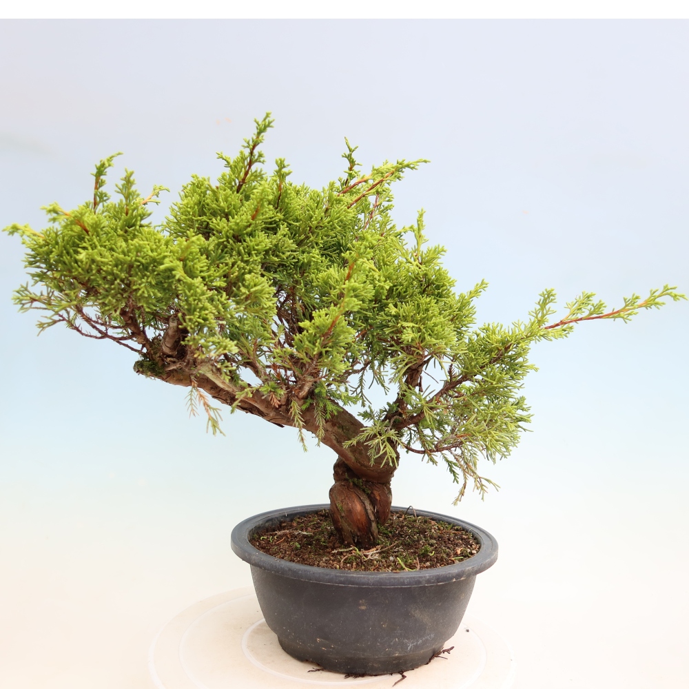 Outdoor Bonsai - Juniperus chinensis Itoigawa - Chinese Juniper