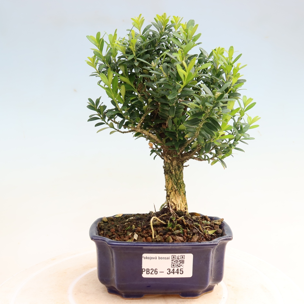 Room bonsai - Buxus harlandii - cork buxus