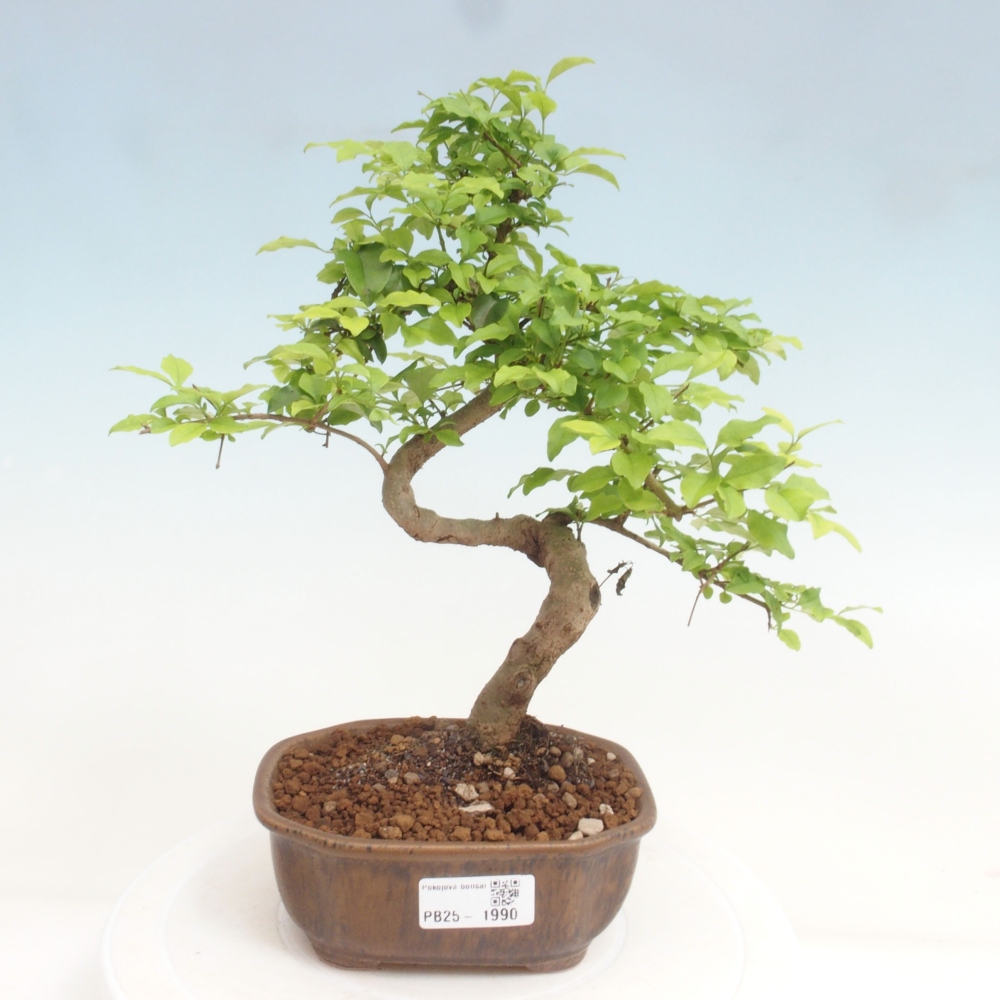 Indoor bonsai -Ligustrum chinensis - Bird's beak
