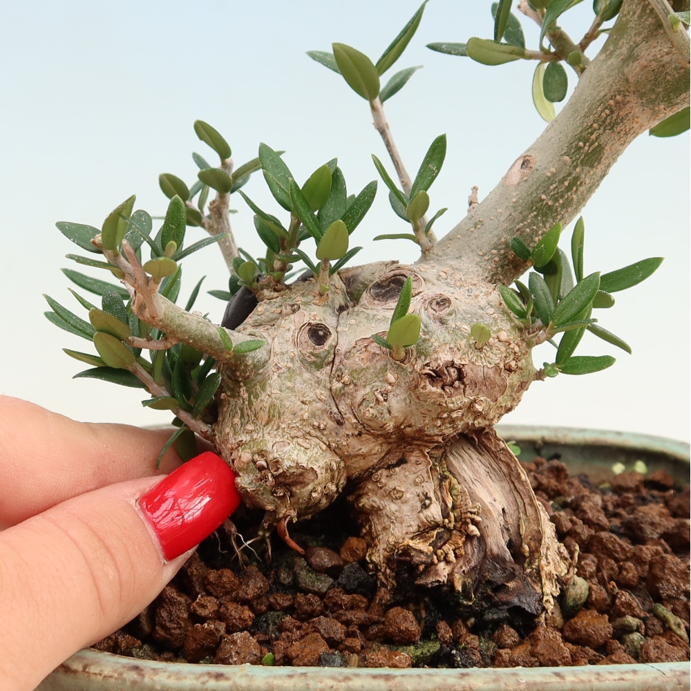 Indoor bonsai - Olea europaea sylvestris