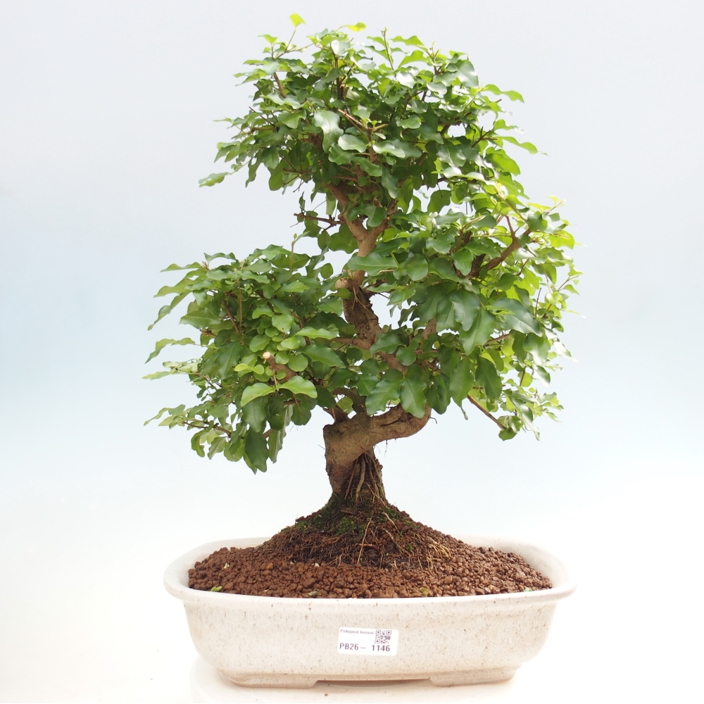 Room bonsai -Ligustrum chinensis - Birds Beak