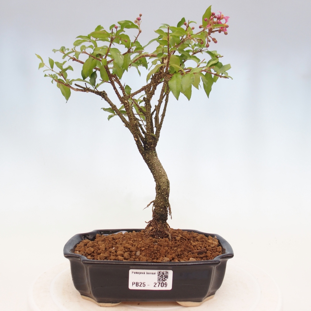 Room bonsai - Malpighia coccigera- Barbdorian cherry