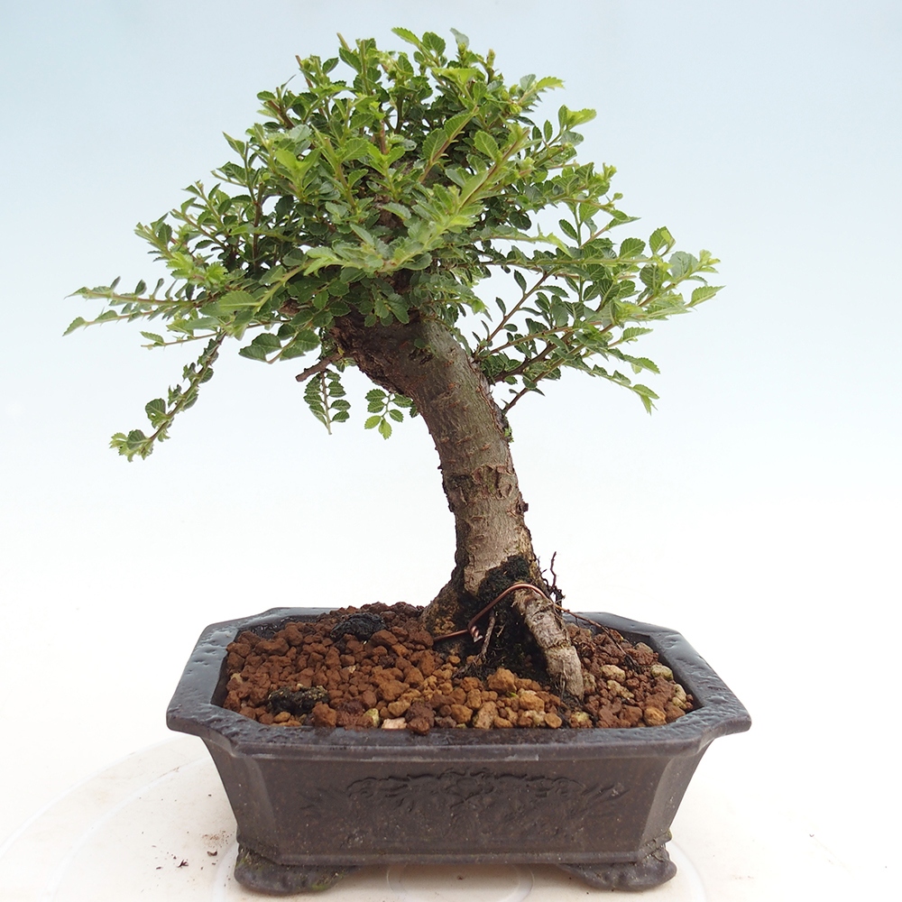Outdoor bonsai - Ulmus parvifolia Hokkaido - Chinese elm