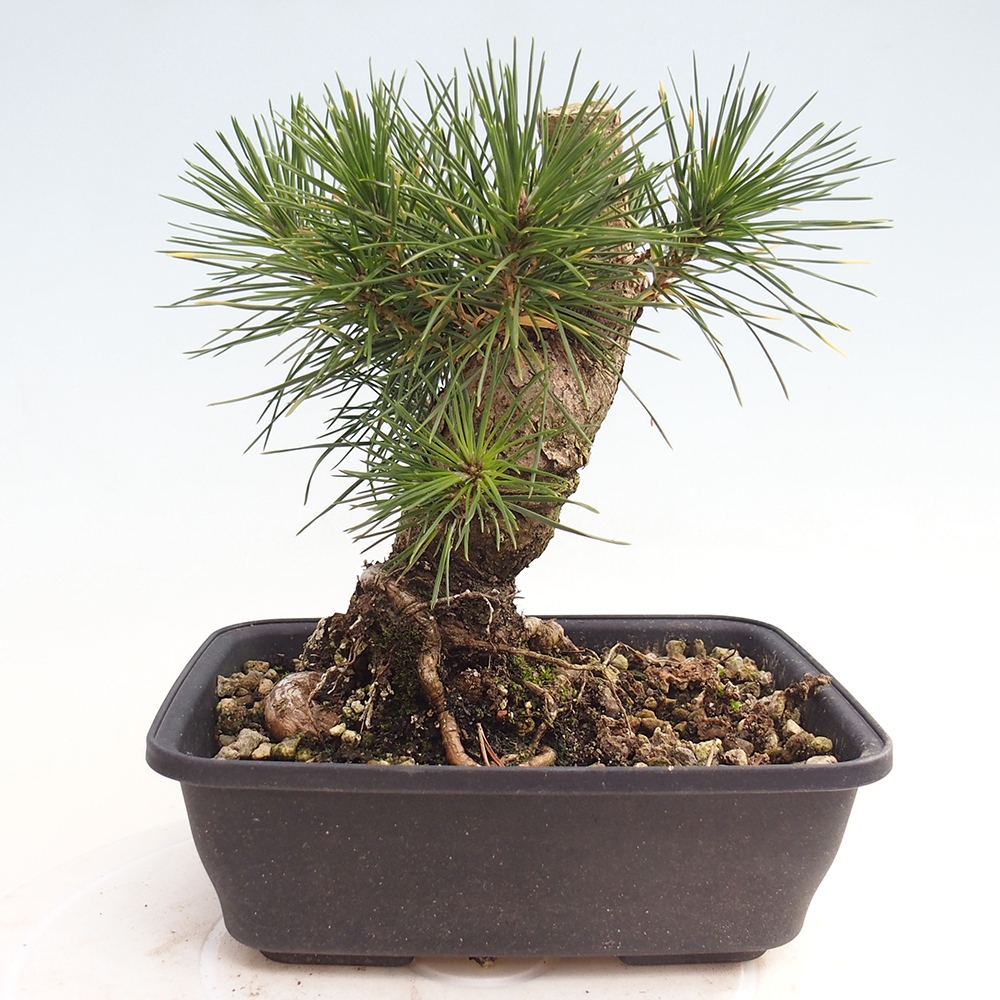 Outdoor bonsai - Pinus thunbergii - Thunberg pine