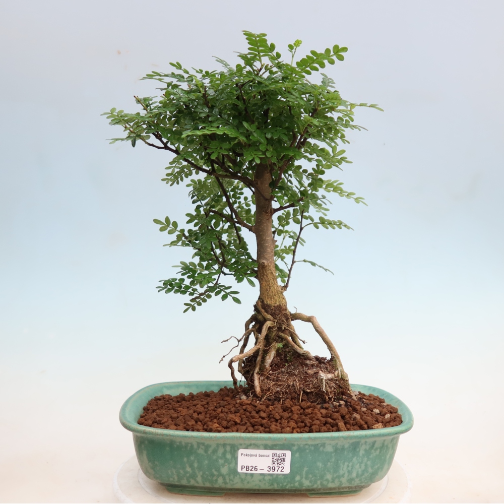 Room bonsai - Zantoxylum piperitum - pepper tree