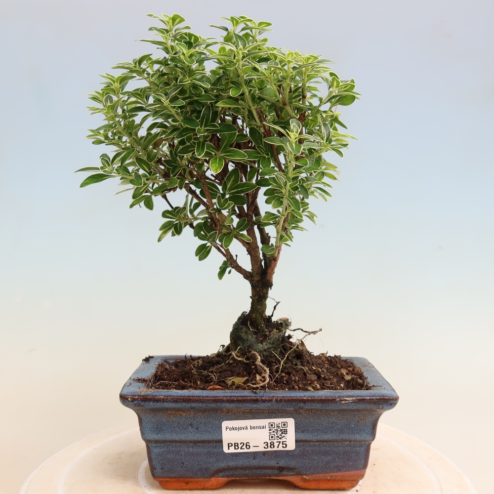 Indoor Bonsai - Serissa foetida Variegata - Tree of a Thousand Stars