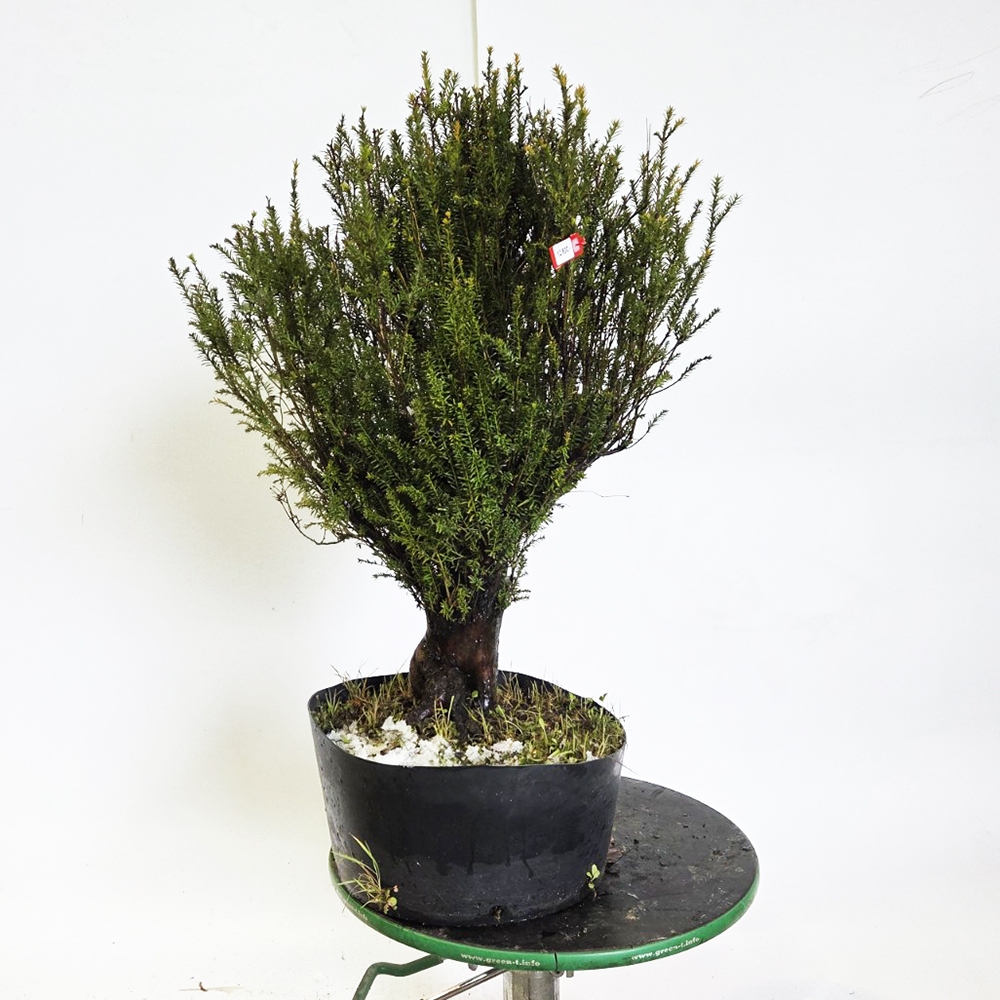 Outdoor bonsai Japanese Yew - Taxus cuspidata