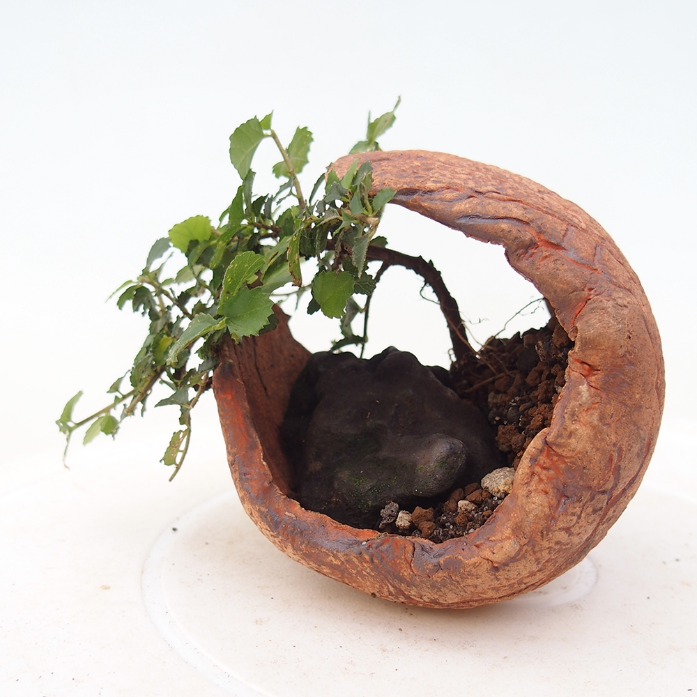 Room bonsai - Grewia sp. - Grewia malafolia