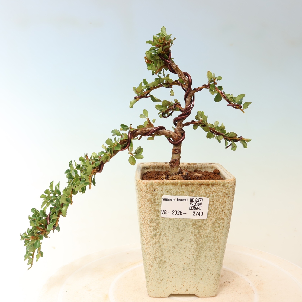 Outdoor bonsai - Cotoneaster horizontalis - Rocky Mountain