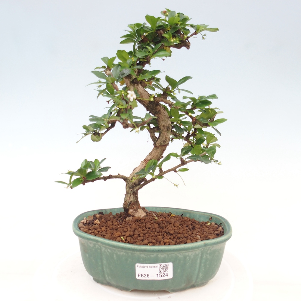 Room bonsai - Carmona macrophylla - Tea fuki