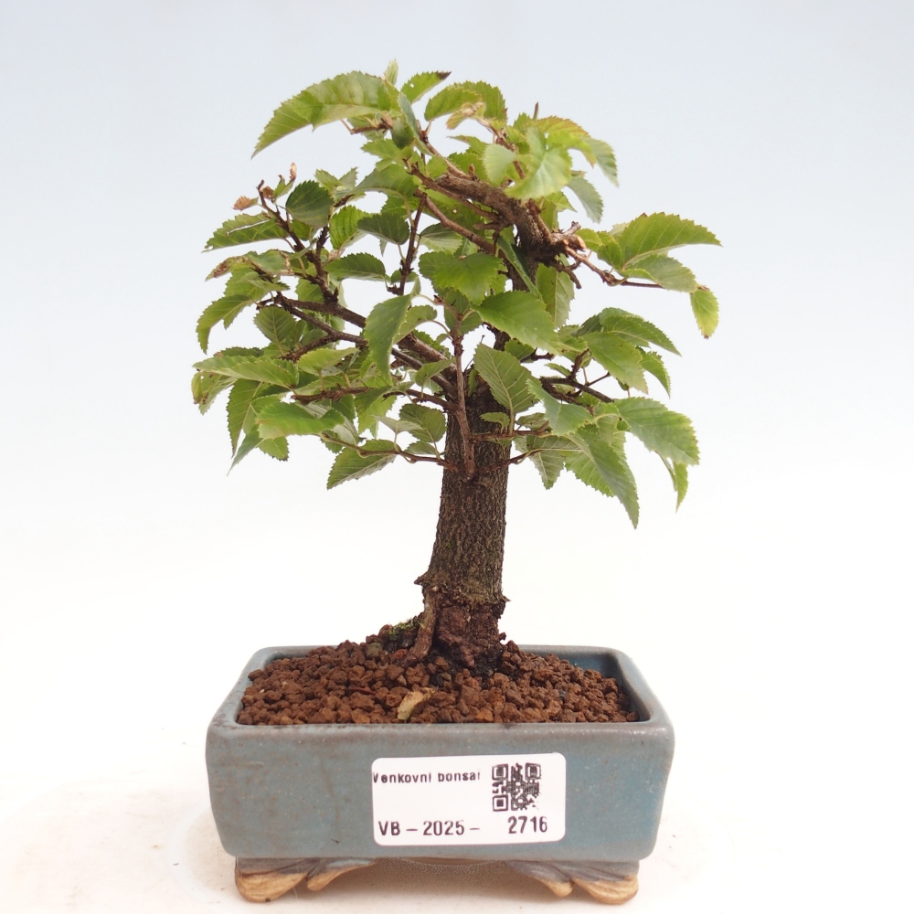Outdoor bonsai -Carpinus CARPINOIDES - Korean Hornbeam
