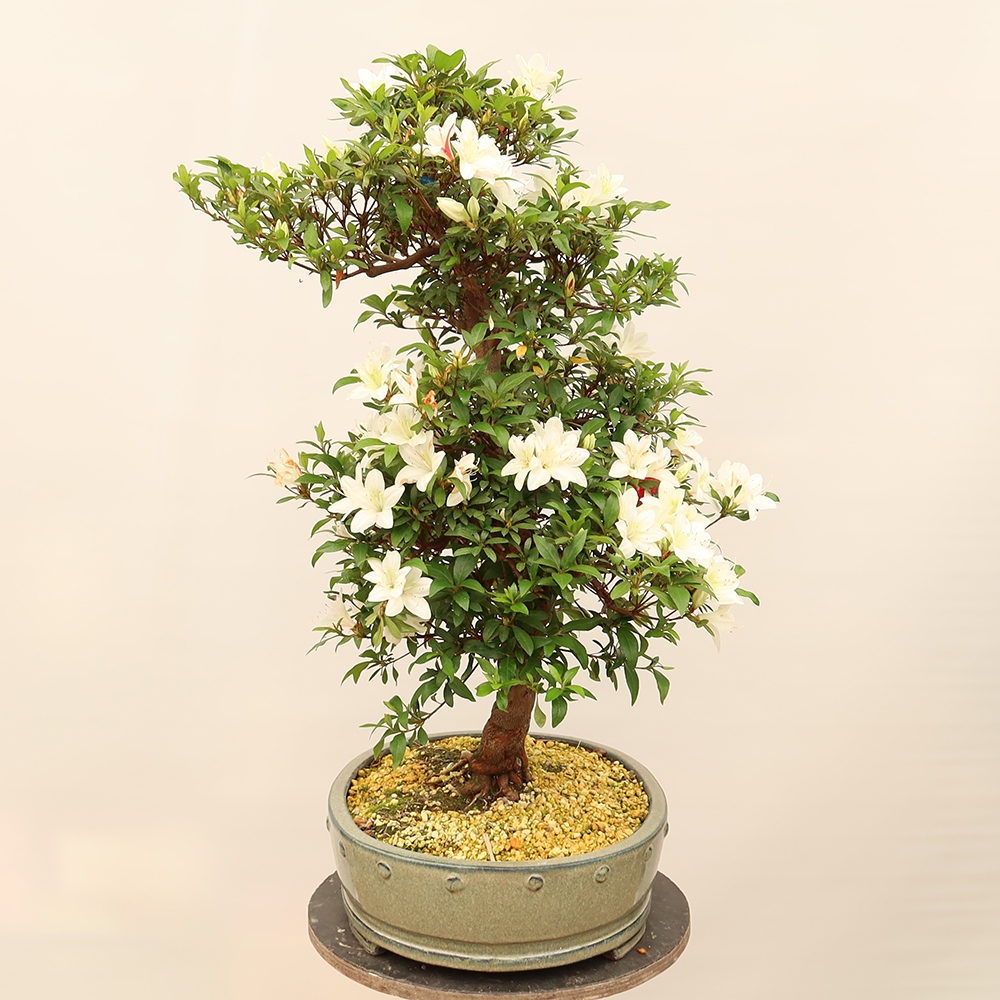 Outdoor bonsai - Japanese azalea - Azalea CHIHIRO