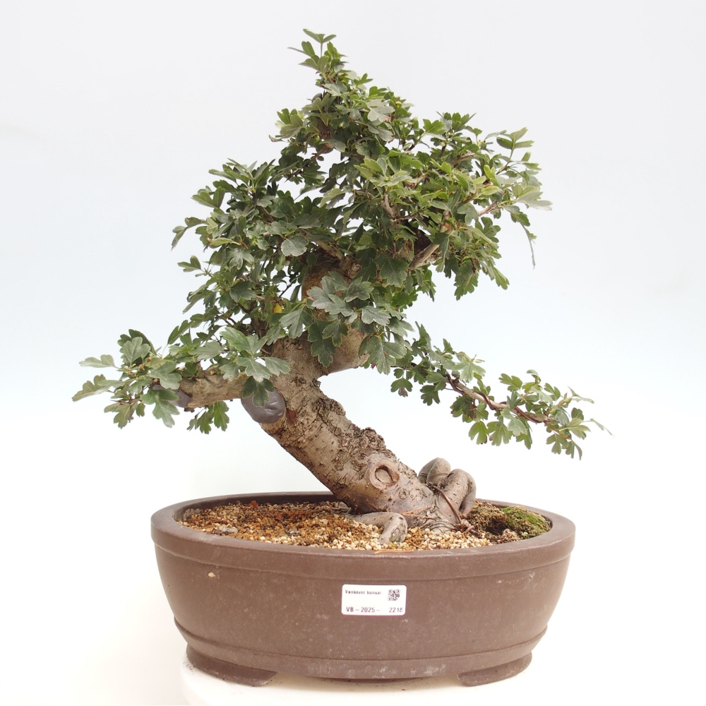 Outdoor bonsai - Pink hawthorn, full-flowered - Crataegus 