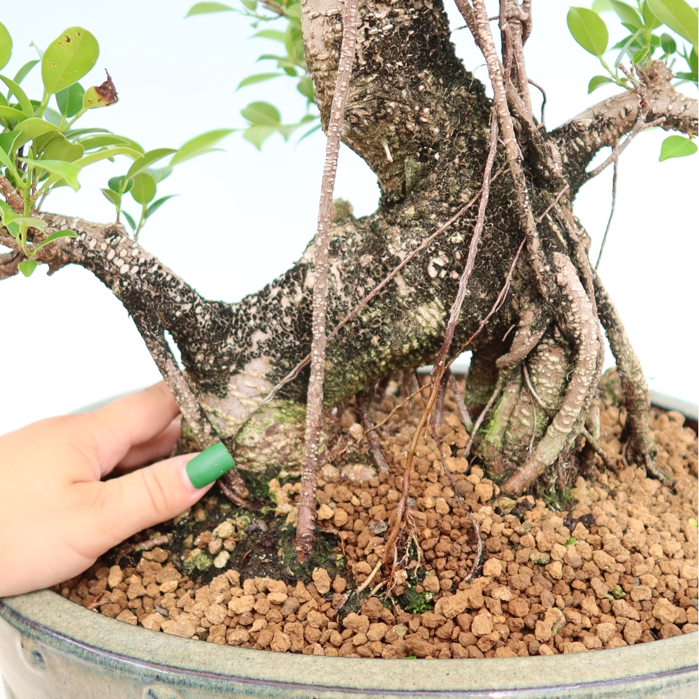Room bonsai - Ficus kimmen - small-leaved ficus