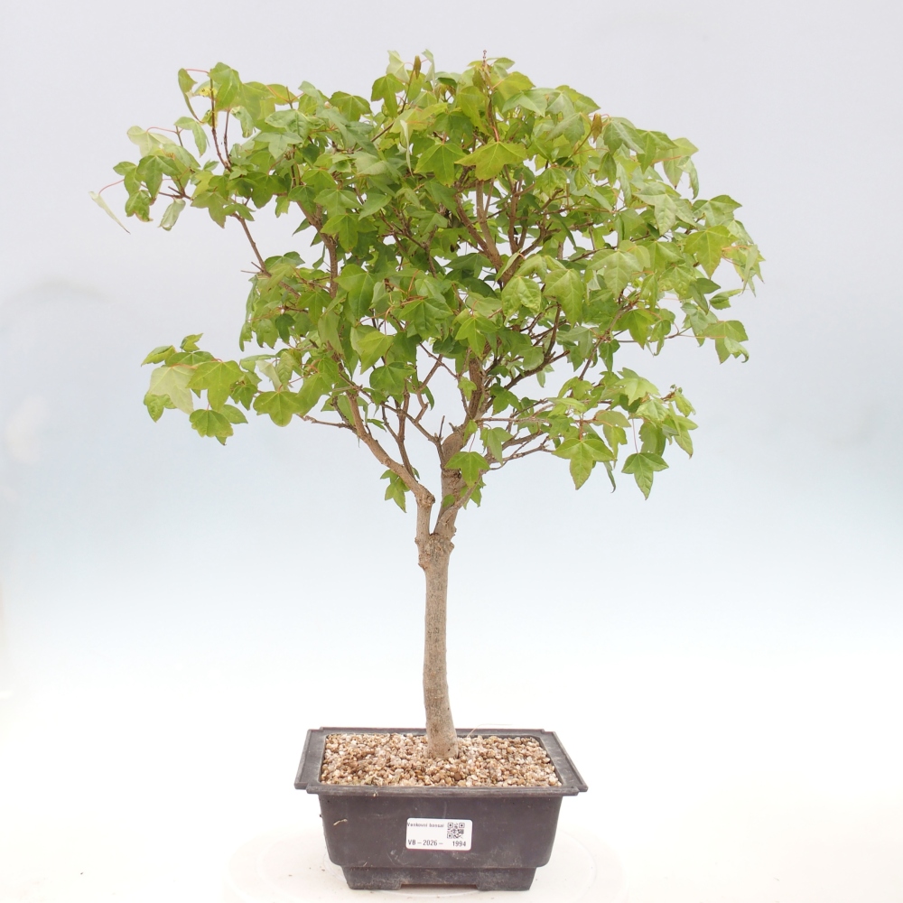 Outdoor bonsai - Acer Buergerianum - Burger Maple