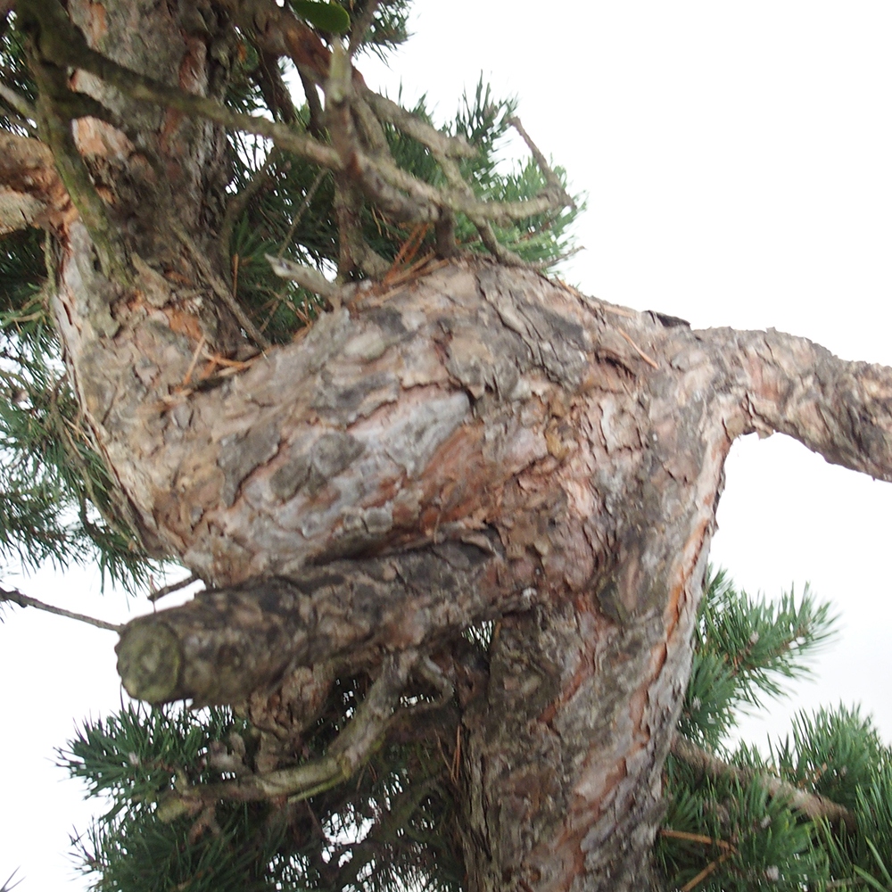 Yamadori - Pinus sylvestris Spain