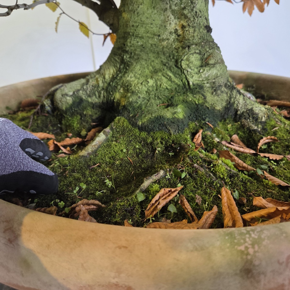 Outdoor bonsai -Fagus crenata