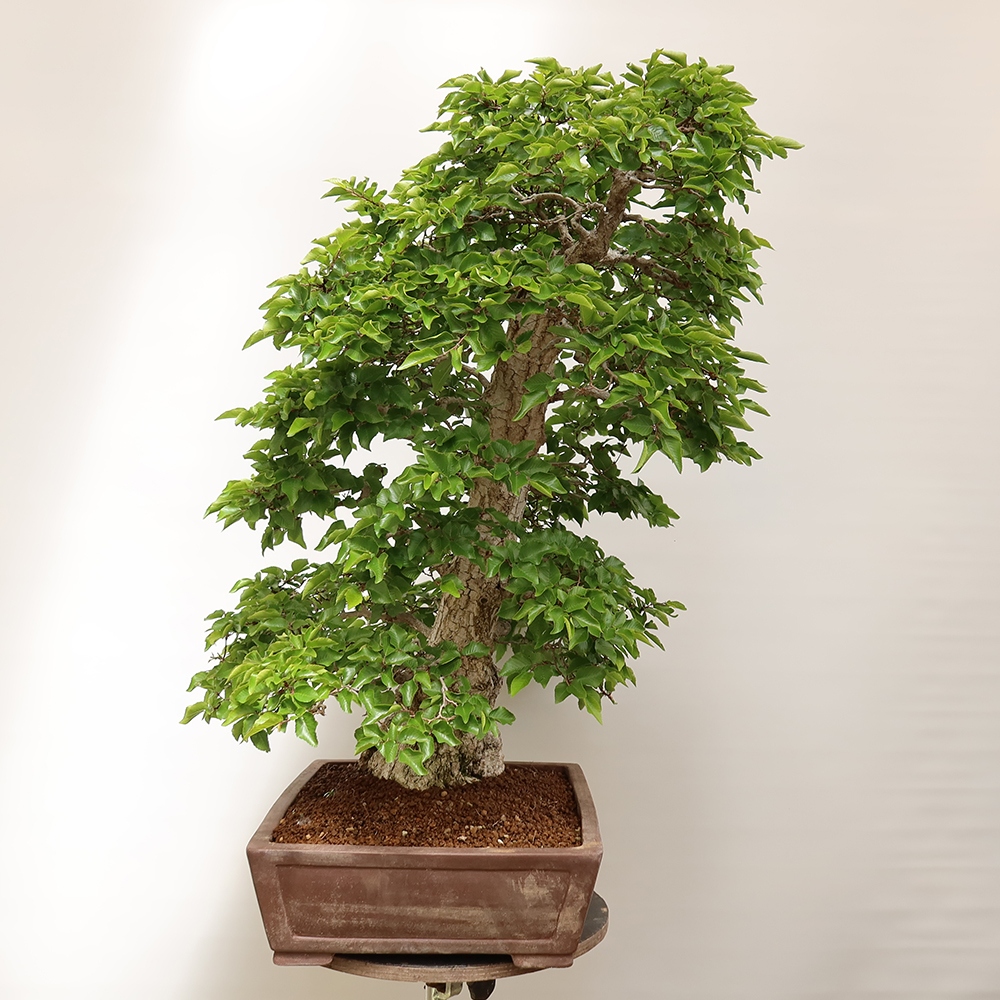 Outdoor bonsai - Carpinus Coreana - Korean hornbeam