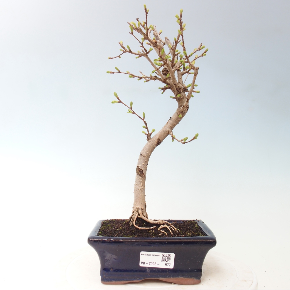 Outdoor bonsai -Pseudolarix amabis-Pseudolarix amabis
