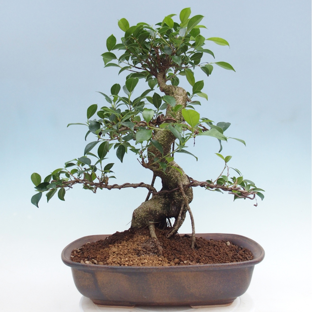 Room bonsai - Ficus retusa - small-leaved ficus