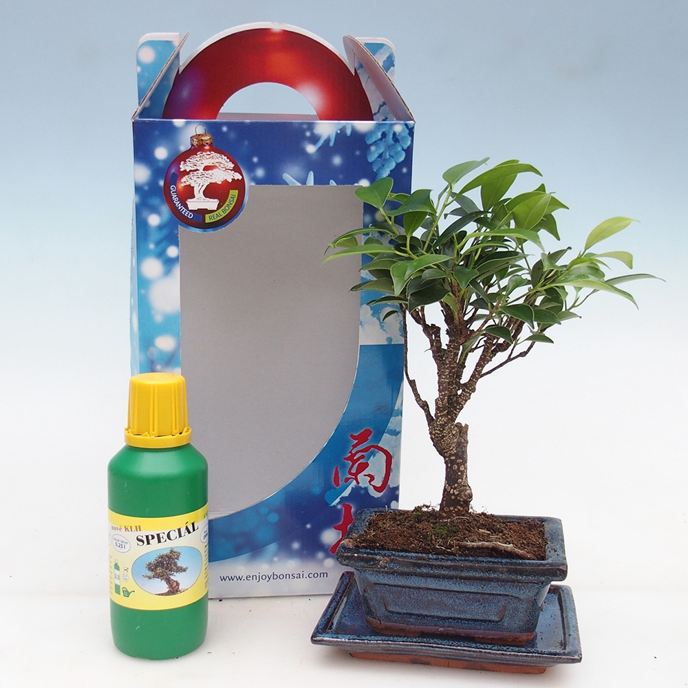 Room bonsai in gift box