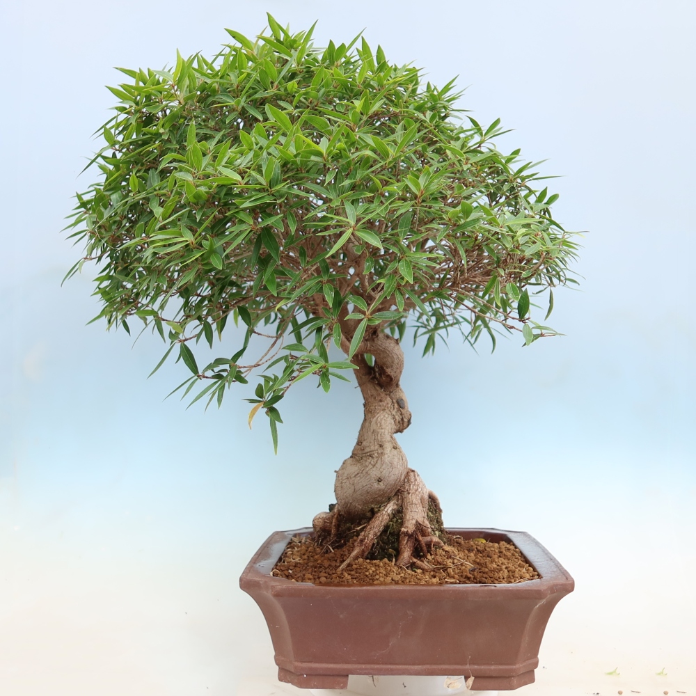 Room bonsai - Ficus nerifolia - small-leaved ficus
